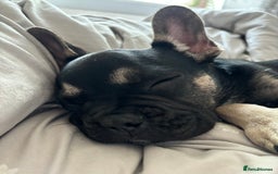 French Bulldog dogs for sale: Frensh bulldog male  - Image 2