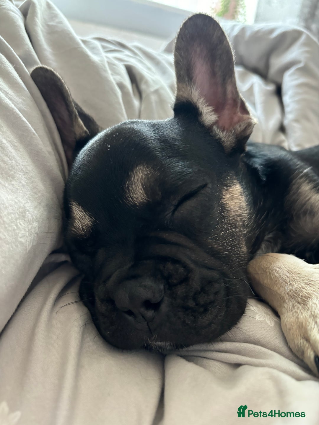 French Bulldog dogs for sale: Frensh bulldog male  - Image 2