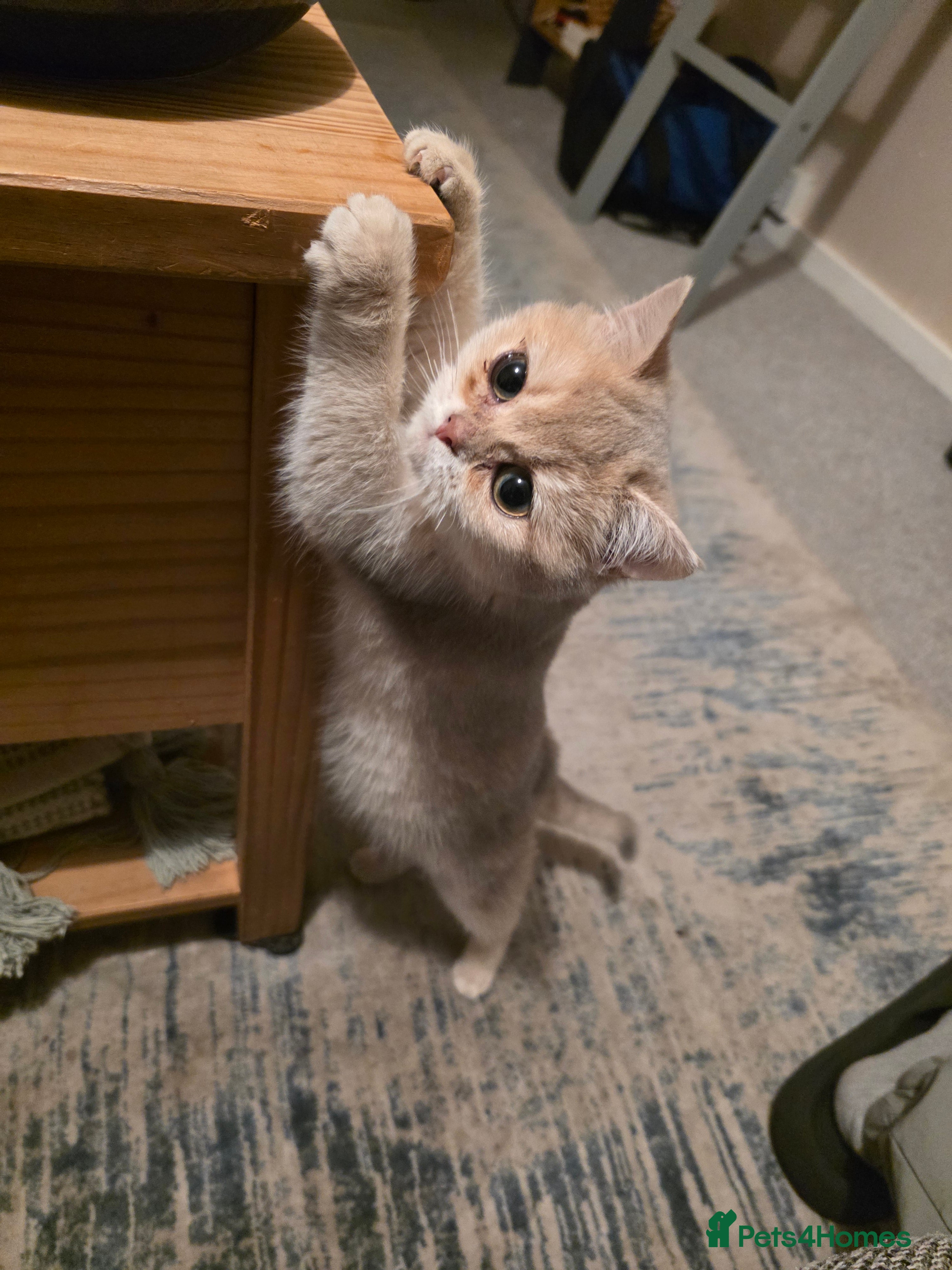 British Shorthair cats Rare British Shorthair Tica😻🌸😽😻🌼😽🌹😺🌸😻 - Advert 2