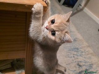 British Shorthair cats Rare British Shorthair Tica😻🌸😽😻🌼😽🌹😺🌸😻 - Advert 3