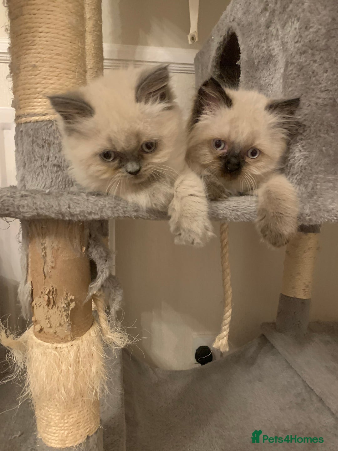 Ragdoll cats for sale: Ragdoll Kittens- 3 Bundles of fluff - Image 4
