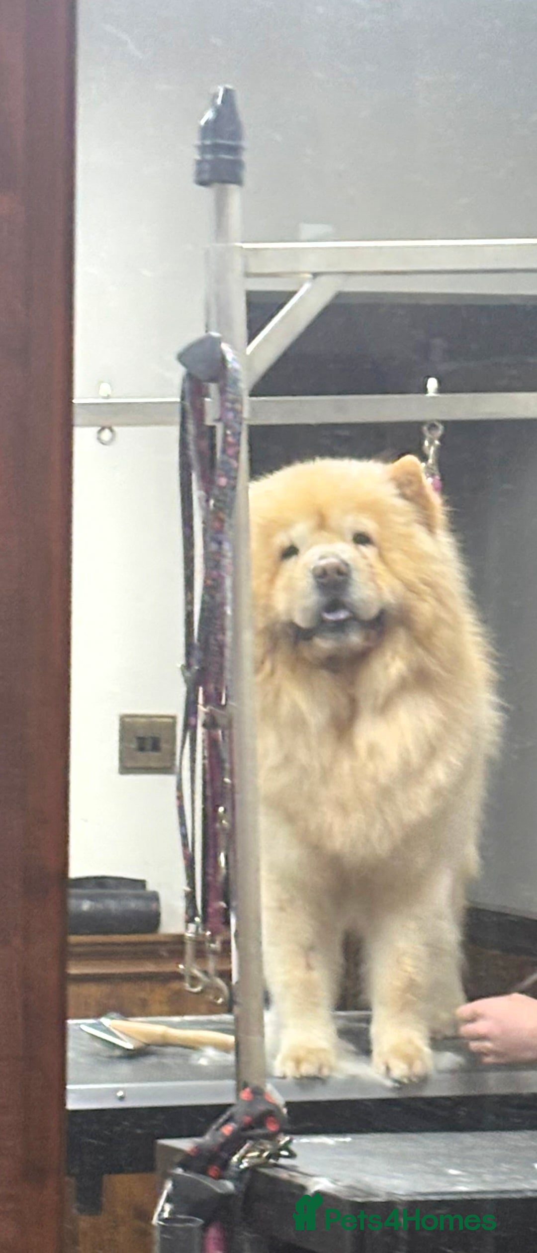 Chow Chow dogs for sale: Male chow chow  - Advert 2