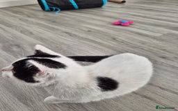 Selkirk Rex cats for sale: Tica reg  pedigree selkirk rex kittens ready now  - Advert 25