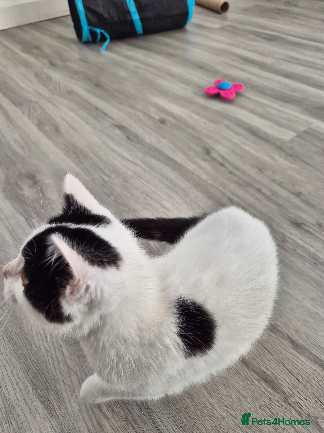 Selkirk Rex cats for sale: Tica reg  pedigree selkirk rex kittens ready now  - Advert 25