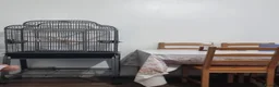 Parrots birds for sale: Beautiful rare ringneck talking parrot  - Advert 2