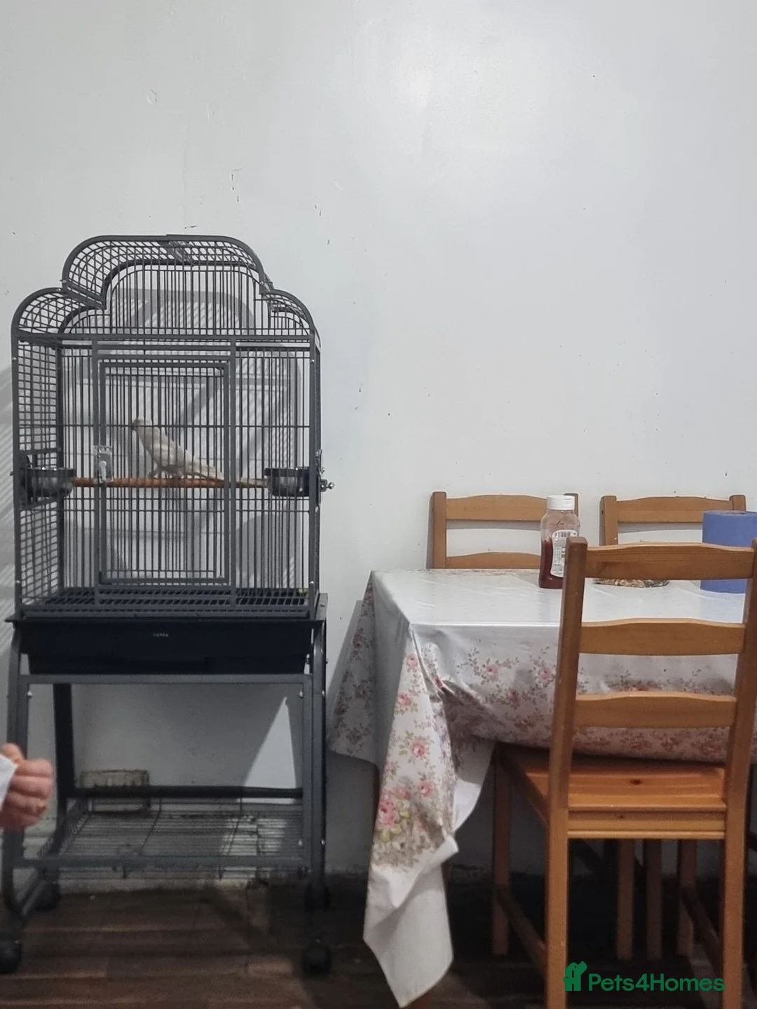 Parrots birds for sale: Beautiful rare ringneck talking parrot  - Advert 2