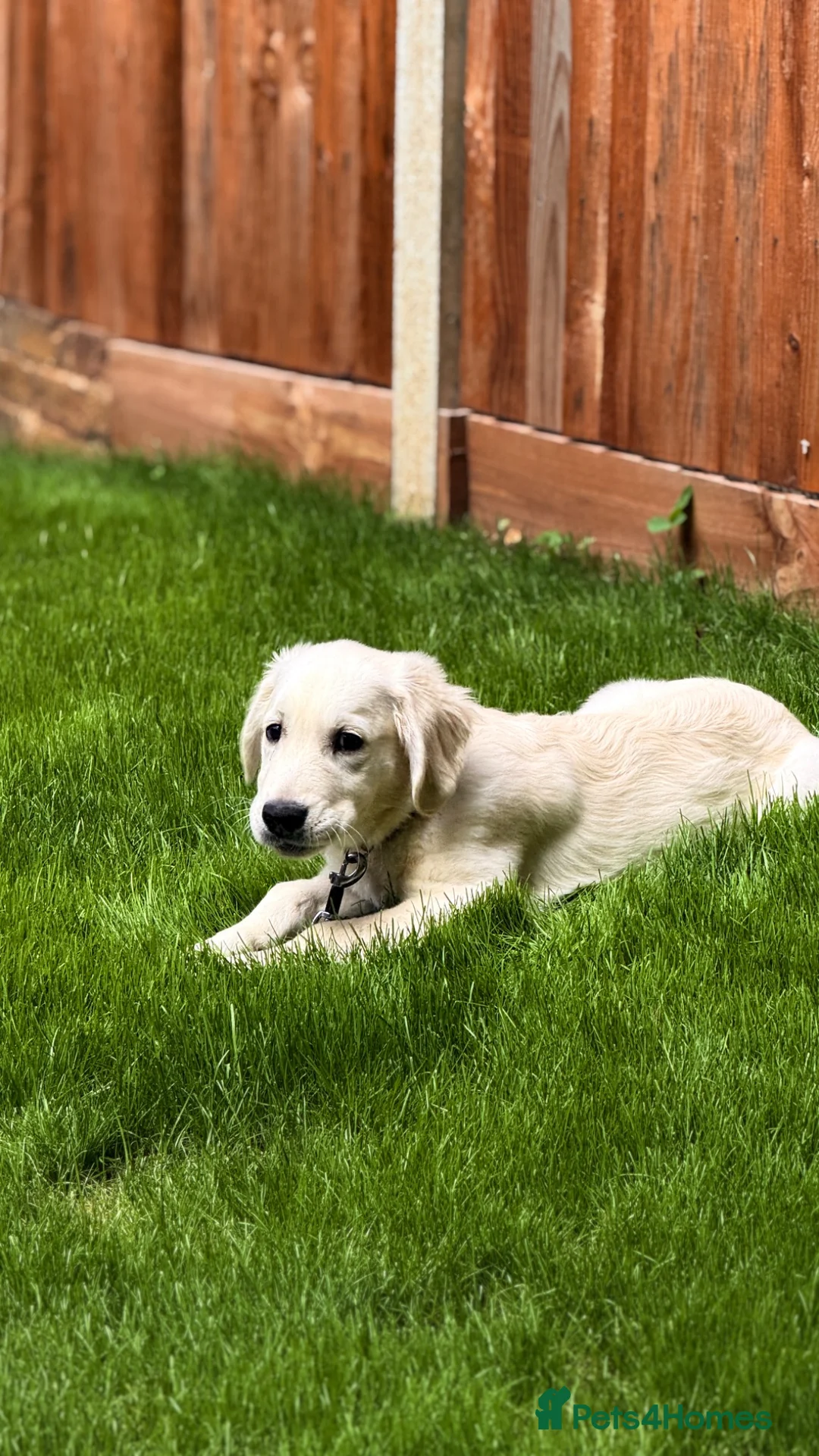 Golden Retriever dogs for sale: KC Registered Golden Retriever in Bushey - Advert 2
