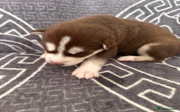 Siberian Husky dogs for sale: full-breed Siberian Husky Puppies  - Image 9