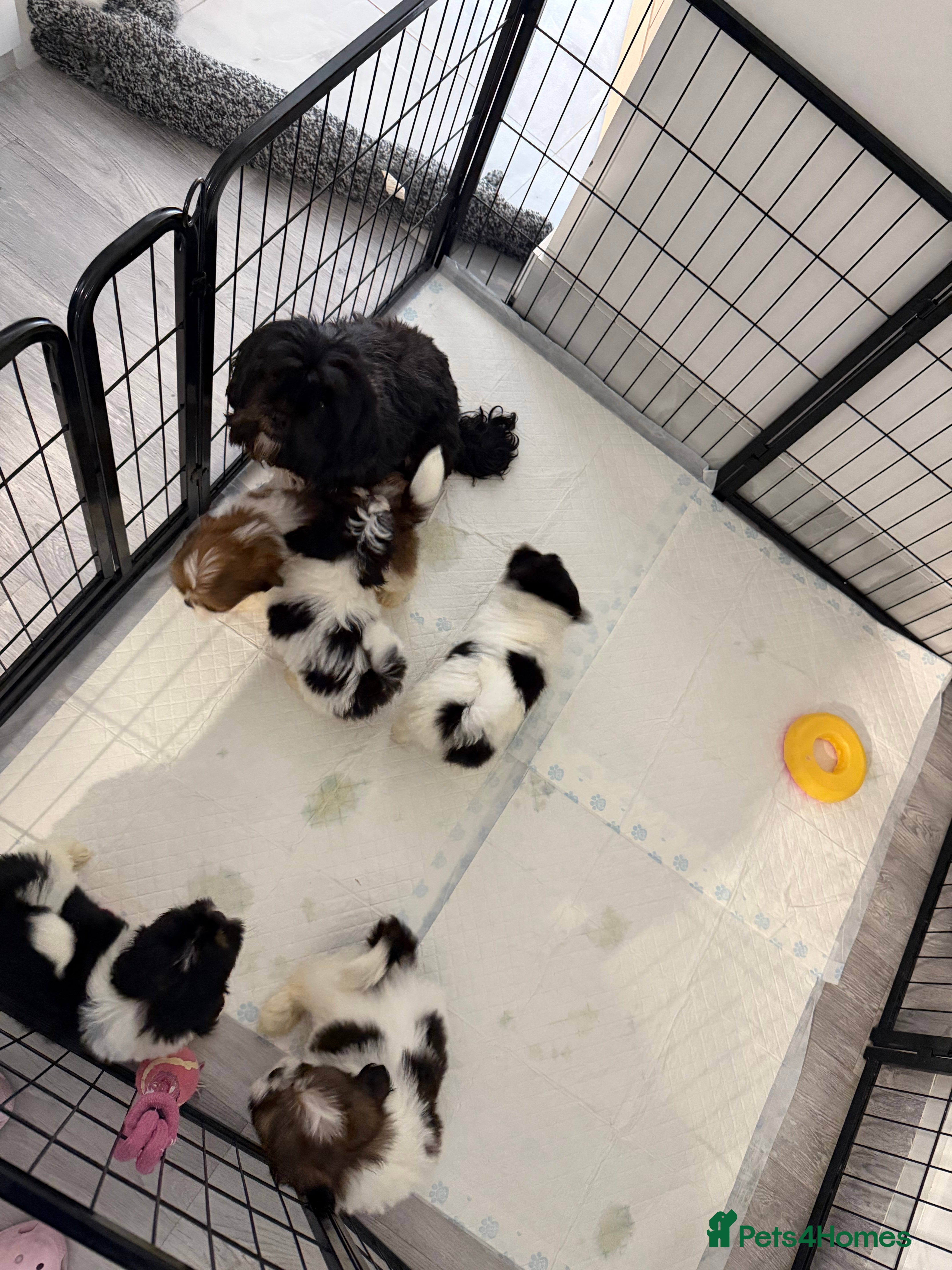 Lhasa Apso dogs Lhasa apso 🐾last 2 boys  - Advert 2