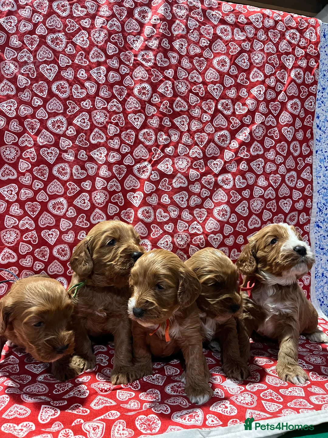 Cockapoo dogs for sale: Cockapoo puppies Extensively Health Tested Parrnts - Advert 2