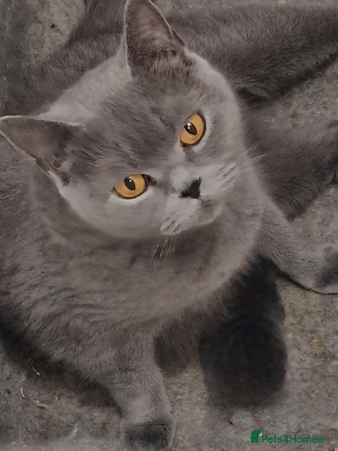 British Shorthair cats Gorgeous gccf reg British Shorthair girl - Advert 2