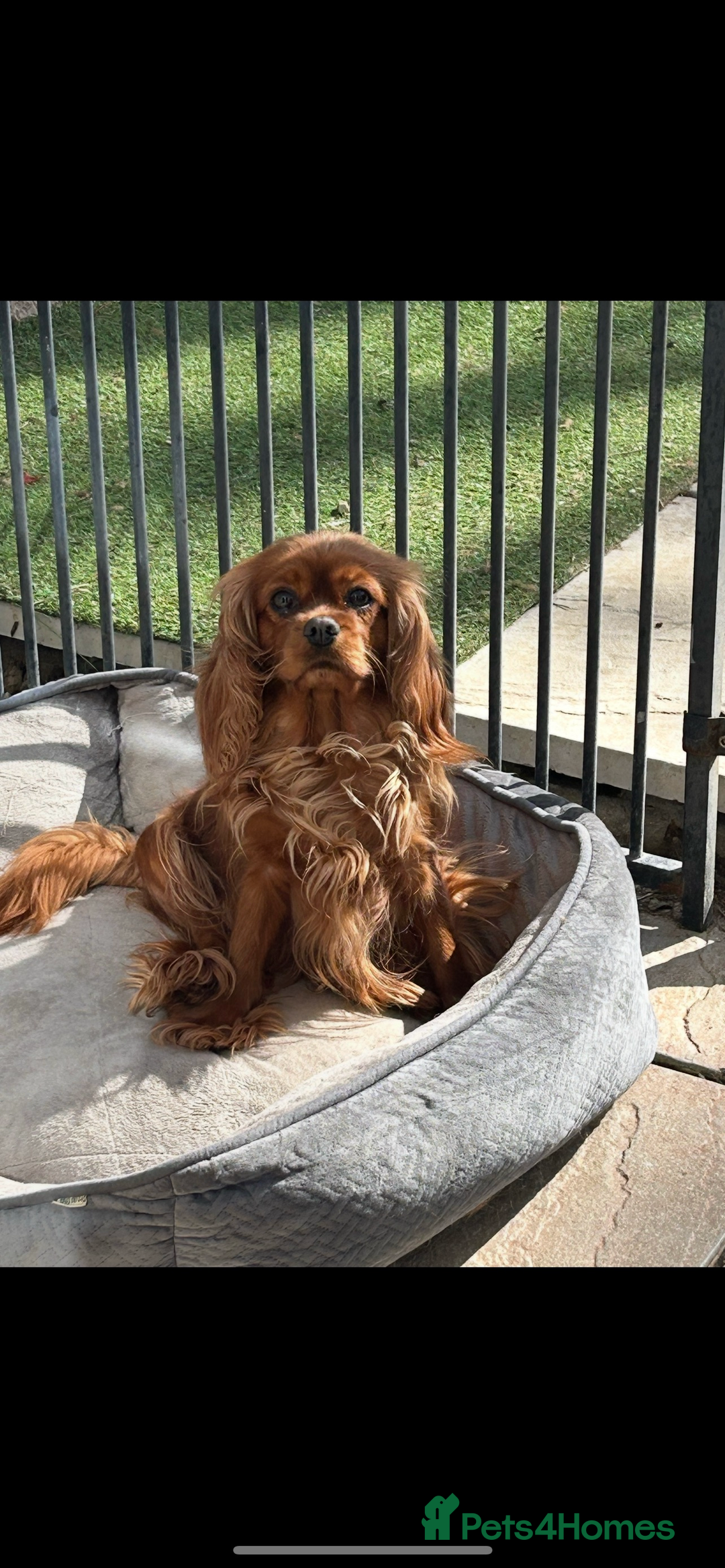 Cavalier King Charles Spaniel dogs for sale: Cavalier King Charles male kc reg - Advert 5