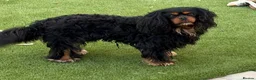 Cavalier King Charles Spaniel dogs for stud: Proven KC Health tested dog for Stud.  - Advert 10