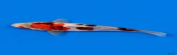 Koi Carp fish for sale: Japanese Koi - Top Quality - Advert 37