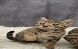 Bengal cats for sale: 🔥Stunning Bengal Kittens last little girl left 🔥 - Image 25