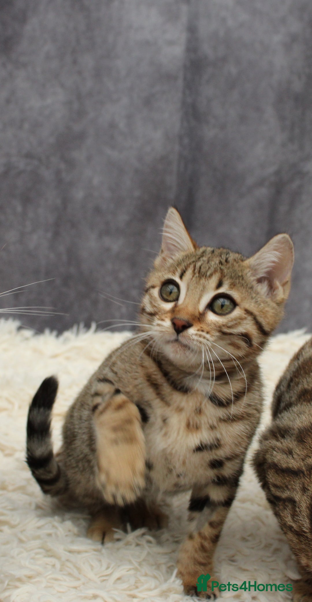 Bengal cats for sale: 🔥Stunning Bengal Kittens last little girl left 🔥 - Image 25
