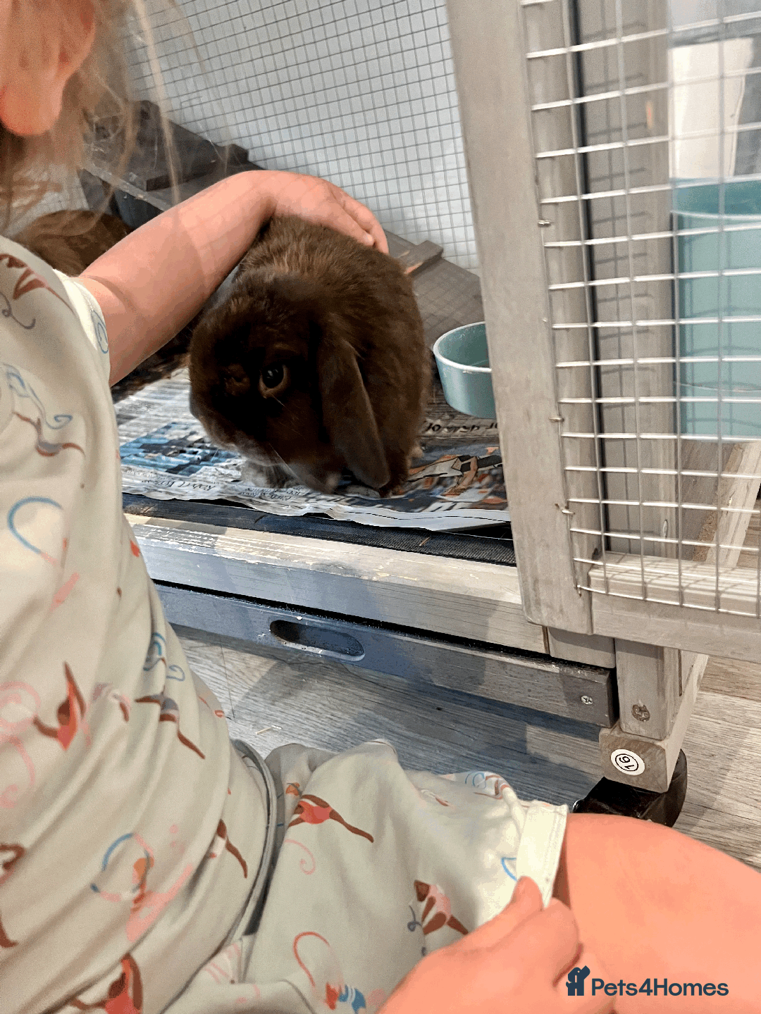 Mixed Breed rabbits for sale: 2 x Bonded Mini Lop X Lionhead Rabbits  - Image 18