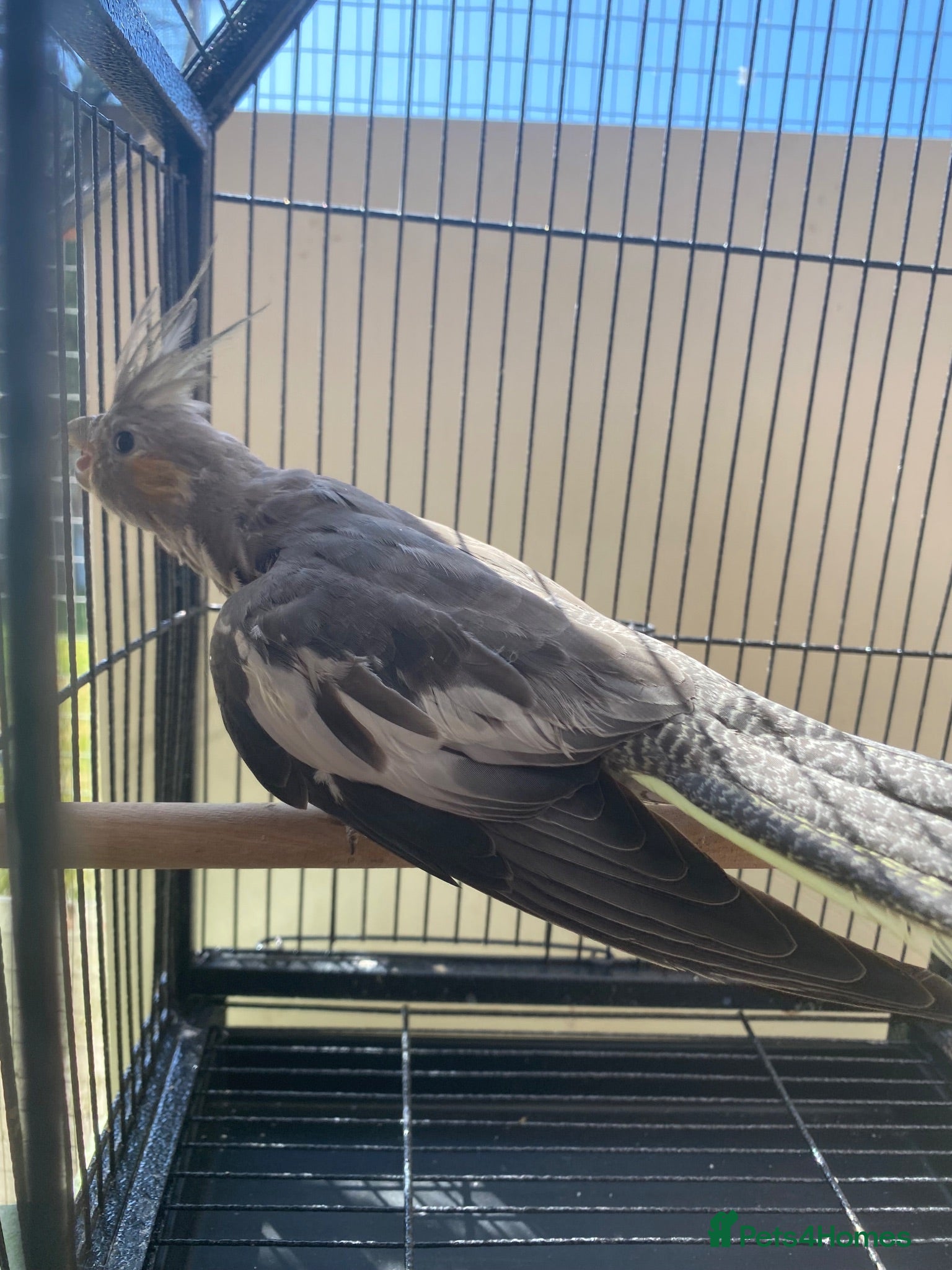 Cockatiels birds Cockatiels x5 12 weeks old.  - Advert 2