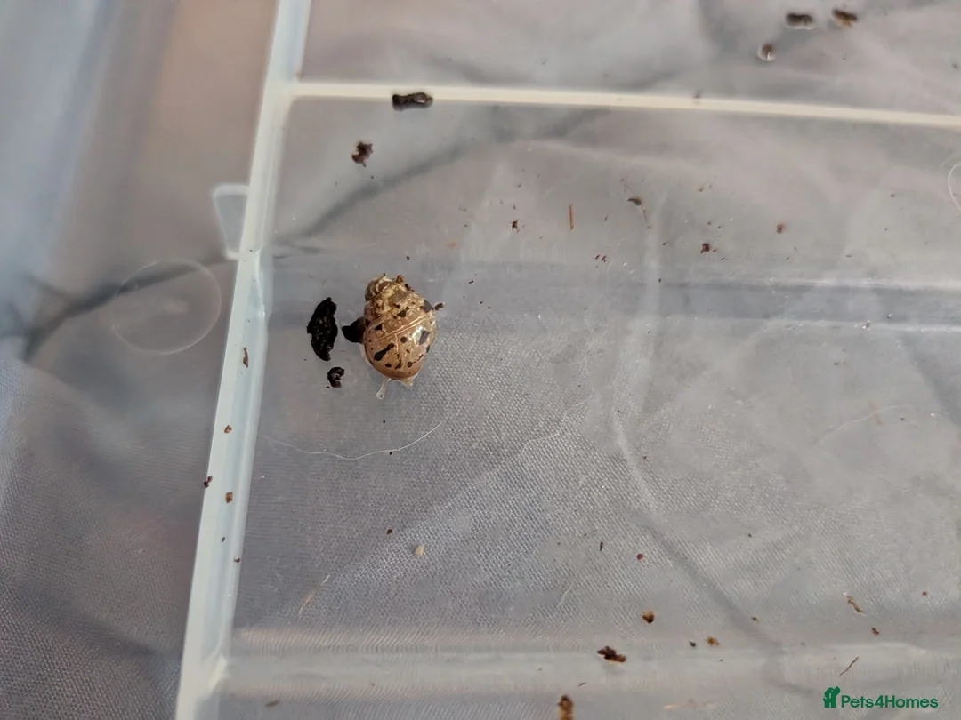 Snails invertebrates for sale: Giant African Land Snails  in Sheffield - Advert 4