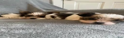 Biewer Terrier dogs for sale: Biewer Terrier Puppies in Halesowen - Advert 9