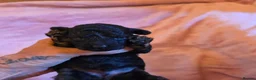 Toy Poodle dogs for sale: 🐩 Gorgeous Toy Poodle pups 🐩  - Advert 4