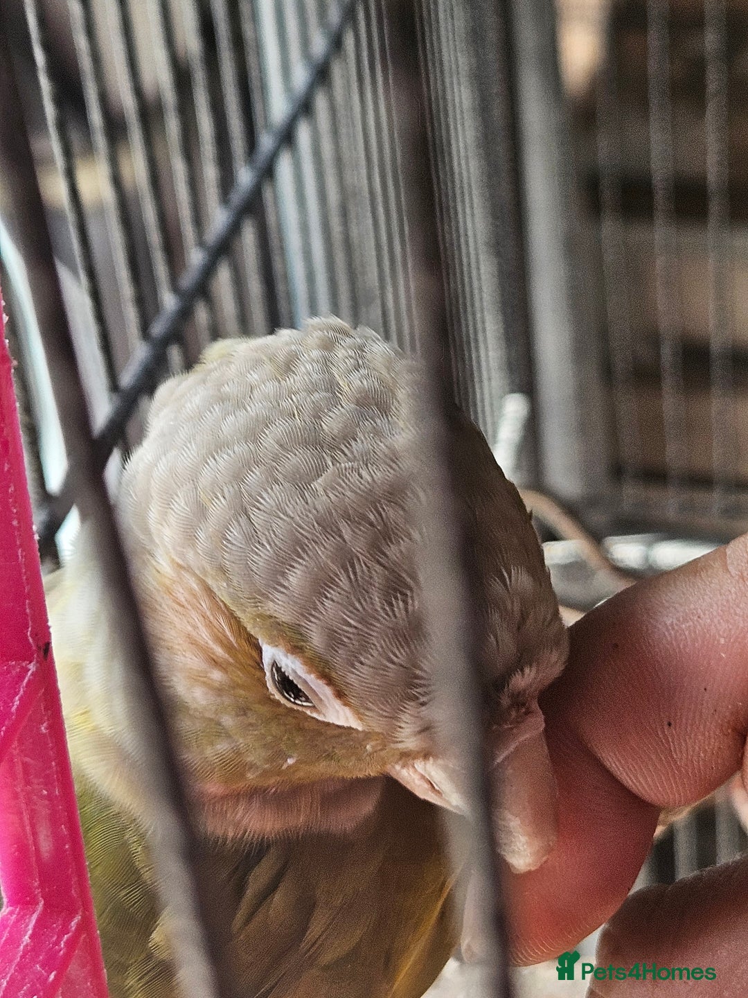 Conures birds for sale: Pineapple green cheeked conure - Image 2