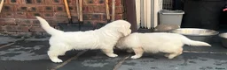 Golden Retriever dogs for sale: Little Polar Bear Puppies - Advert 16