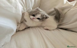 British Shorthair cats for sale: Lilac & White Harlequin Active Boy - Image 5