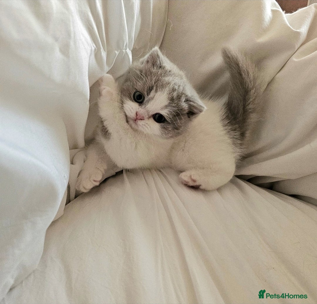British Shorthair cats for sale: Lilac & White Harlequin Active Boy - Image 5