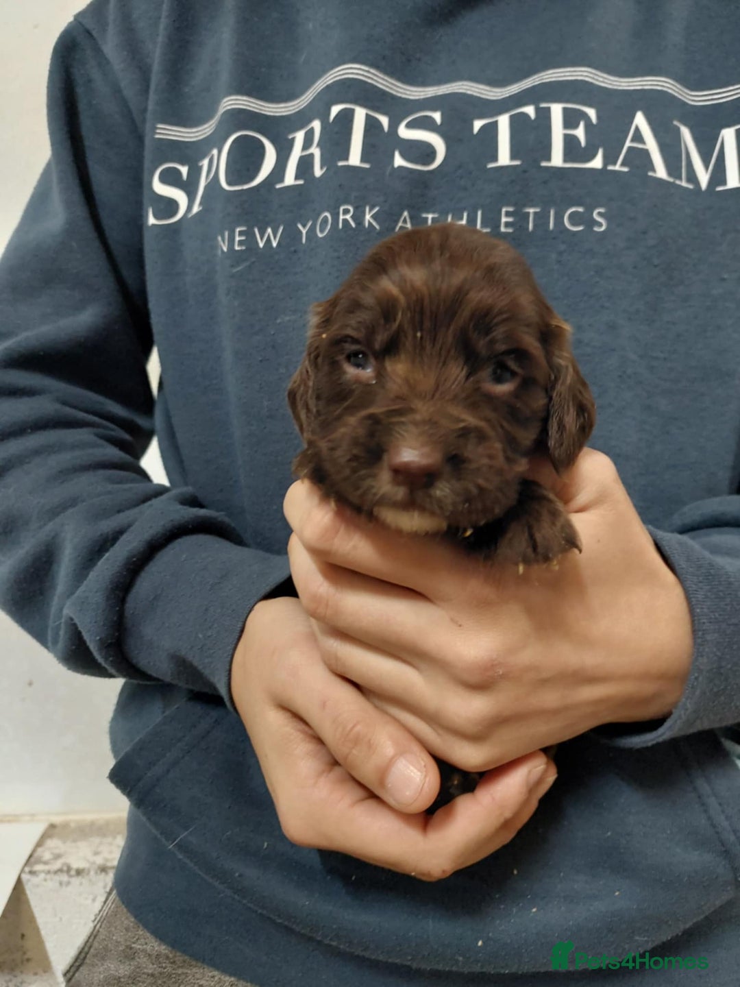 Sprocker dogs for sale: Sprocker ( Springer x Cocker ) pups for sale - Image 5