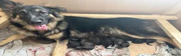 Mixed Breed dogs for sale: Beautiful malanois x german shepherd puppies - Advert 19