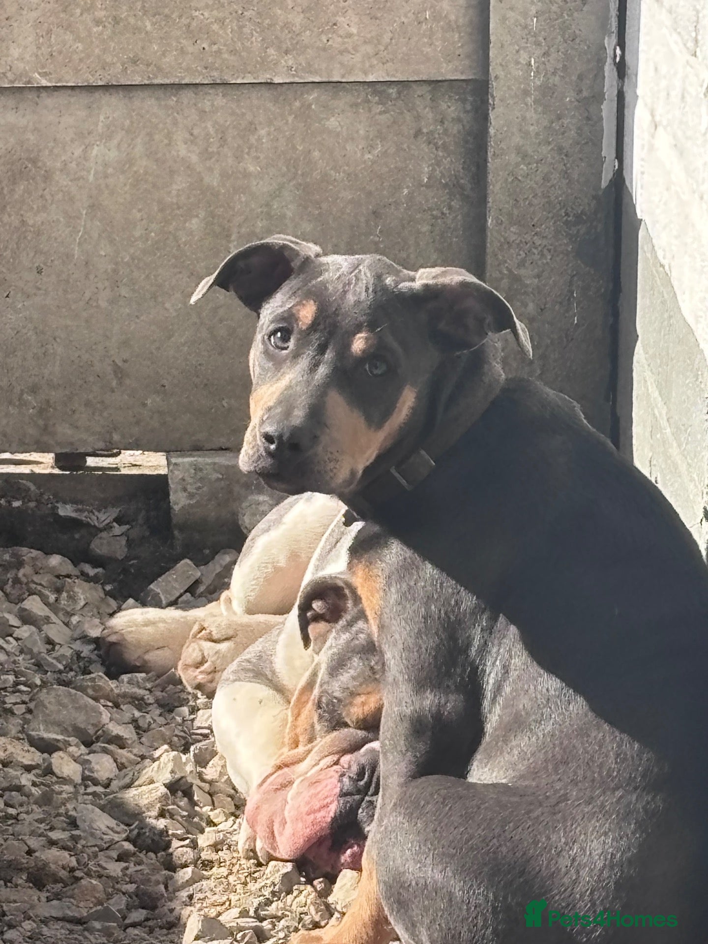 Mixed Breed dogs Beautiful blue: tan girl for sale  - Advert 3