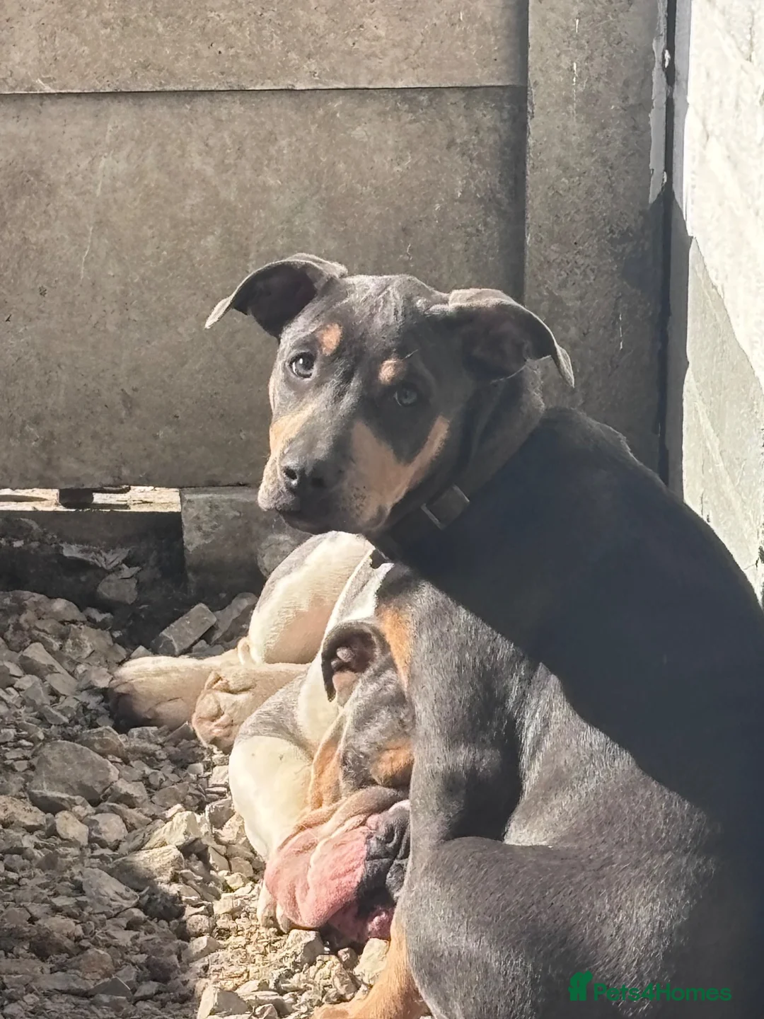 Mixed Breed dogs for sale: Beautiful blue: tan girl for sale  - Advert 1