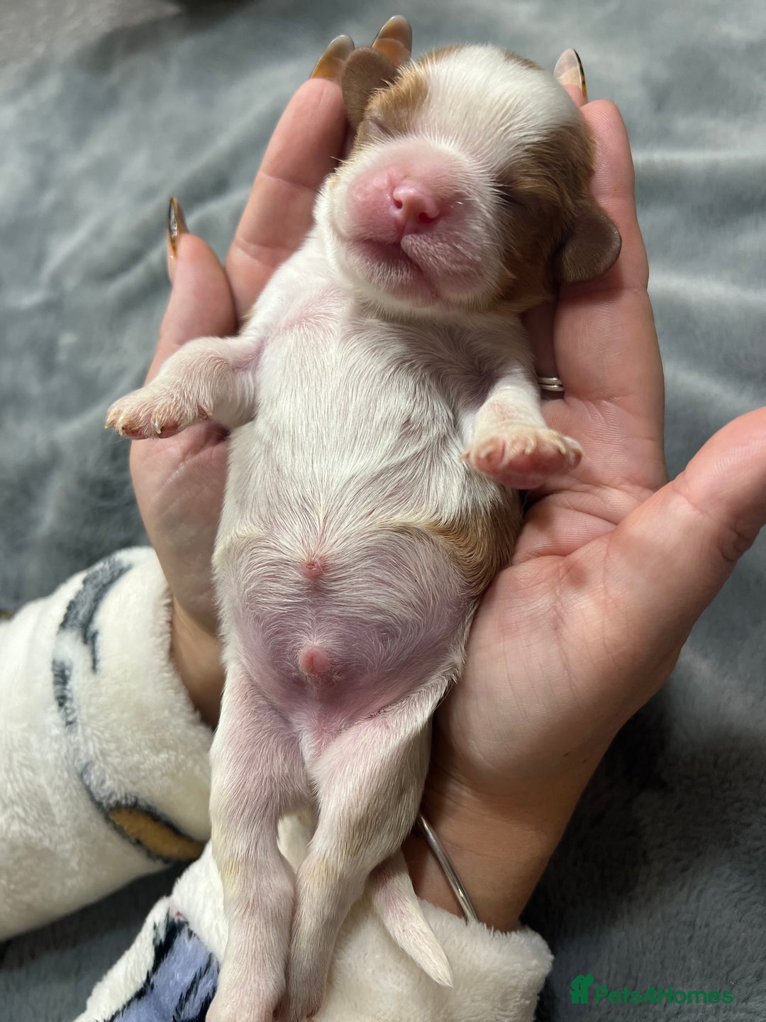 Cavalier King Charles Spaniel dogs for sale: Chocolate Kc reg cavalier King Charles - Advert 31