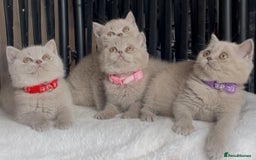 British Shorthair cats for sale: Beautiful Lilac BSH champion Line kittens - Image 16