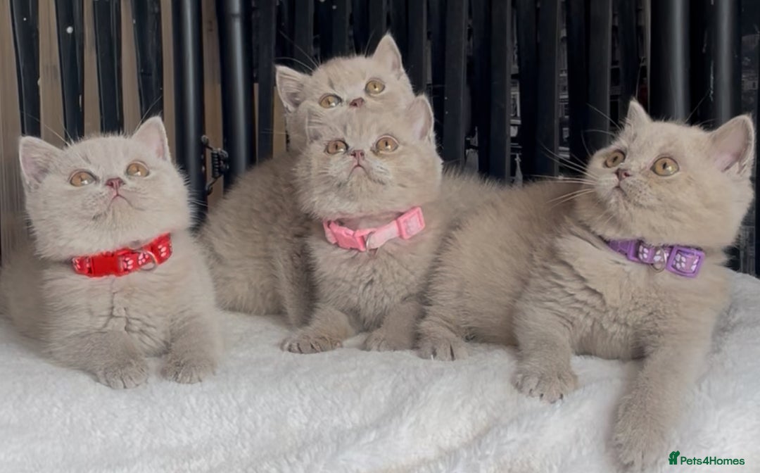 British Shorthair cats for sale: Beautiful Lilac BSH champion Line kittens - Image 16