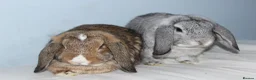 Dwarf Lop rabbits for sale: 2 male rabbits for adoption  in Beckenham - Advert 1