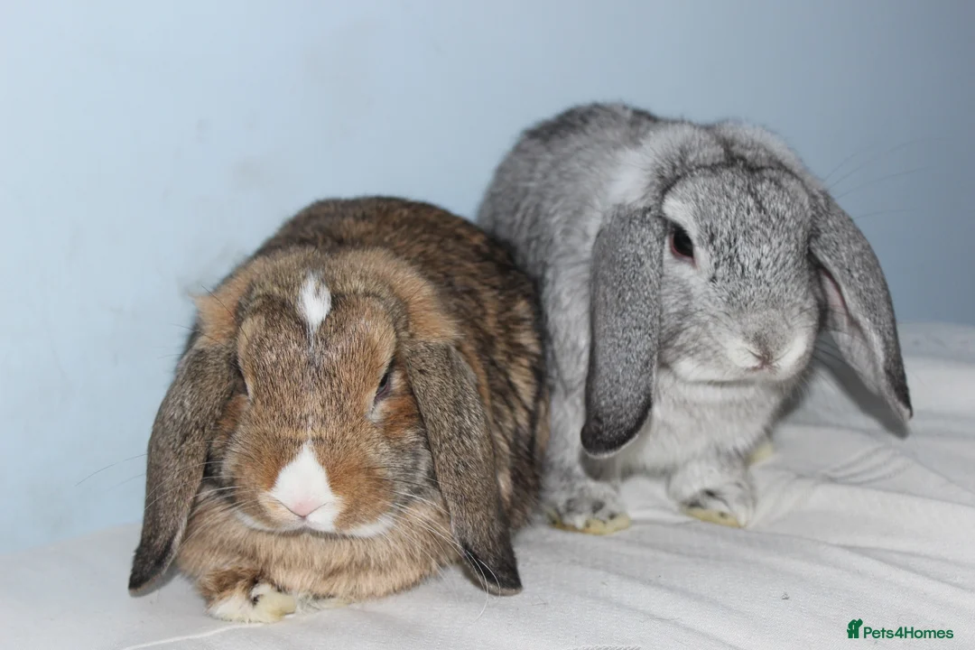 Dwarf Lop rabbits for sale: 2 male rabbits for adoption  in Beckenham - Advert 1