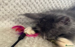 Maine Coon cats for sale: Reduced Pedigree GCCF registered kitten 1.6kg - Image 12