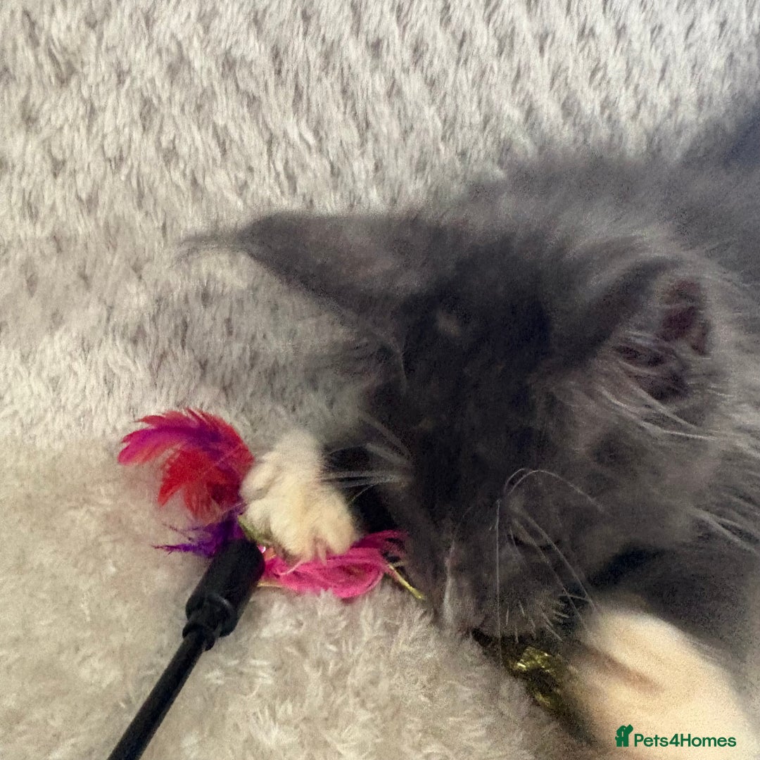 Maine Coon cats for sale: Reduced Pedigree GCCF registered kitten 1.6kg - Image 12