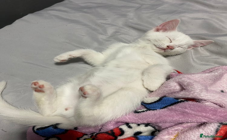 Mixed Breed cats - Advert 10