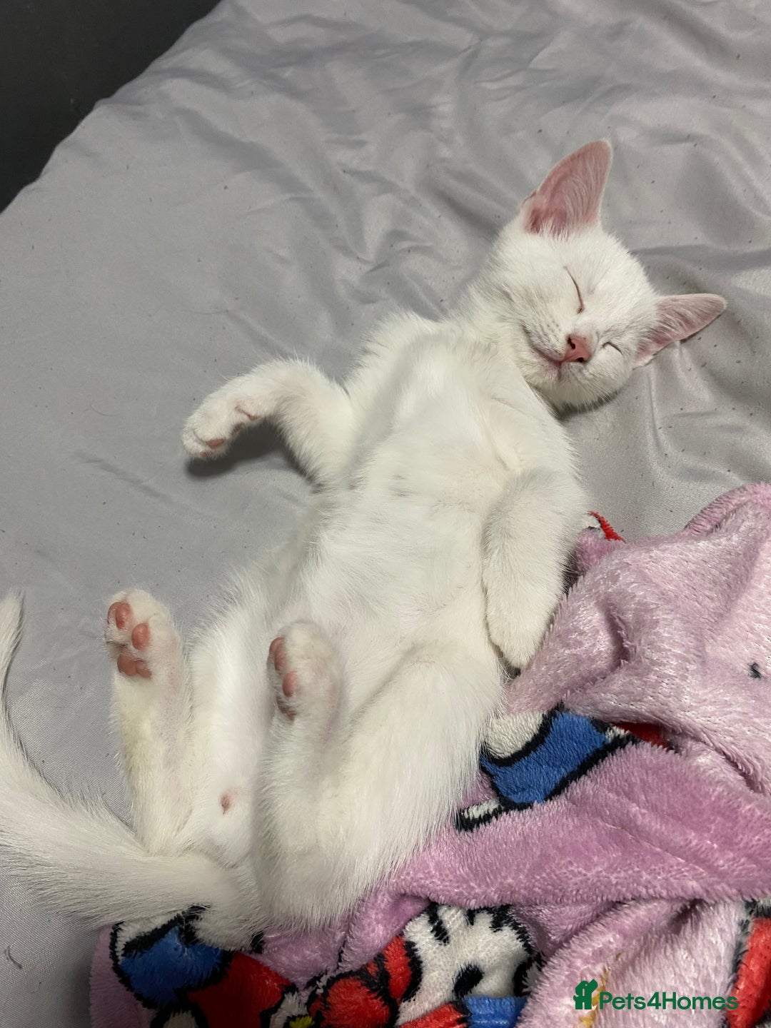 Mixed Breed cats for sale: Kittens ready to go!!😸 - Image 1