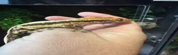 Gecko reptiles for sale: Various crested geckos for sale  - Advert 1