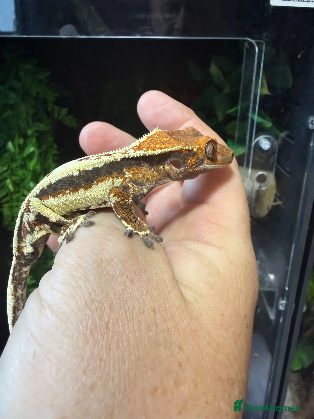 Gecko reptiles for sale: Various crested geckos for sale  - Advert 1