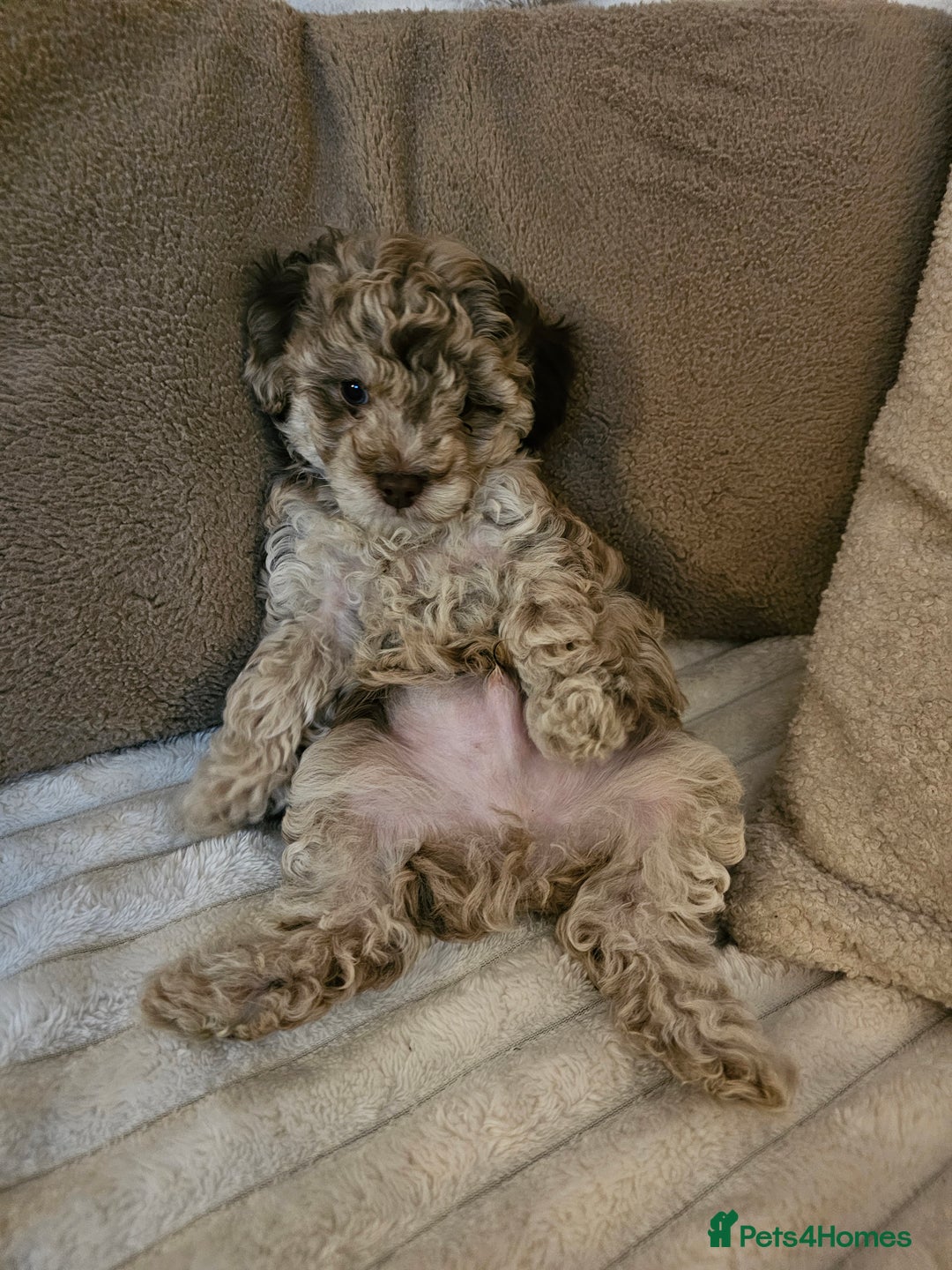 Maltipoo dogs for sale: Adorable rare merle maltipoos  ready no!!w - Advert 1