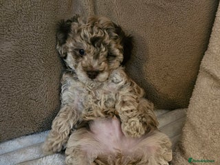 Maltipoo dogs Adorable rare merle maltipoos ready no!!w - Advert 13