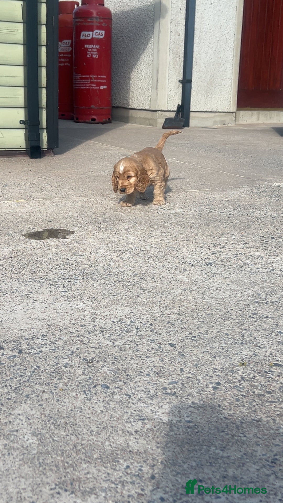 Cockapoo dogs for sale: Cockapoo Pups - Image 10