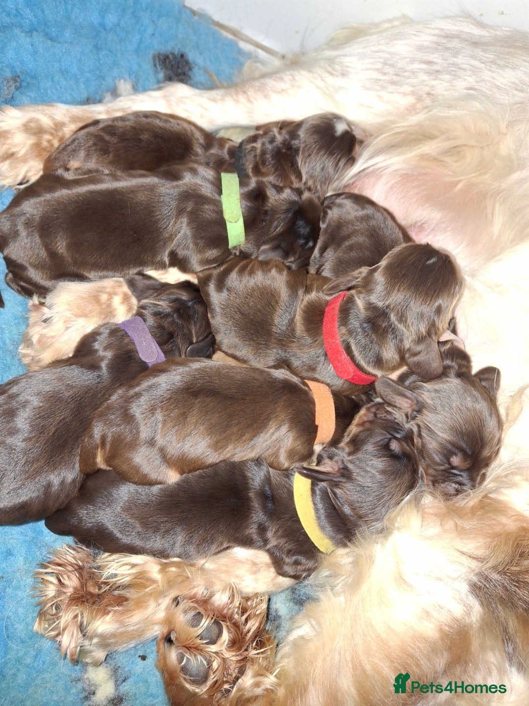 Cocker Spaniel dogs for sale: KC Reg Show Cocker Spaniels  - Image 1