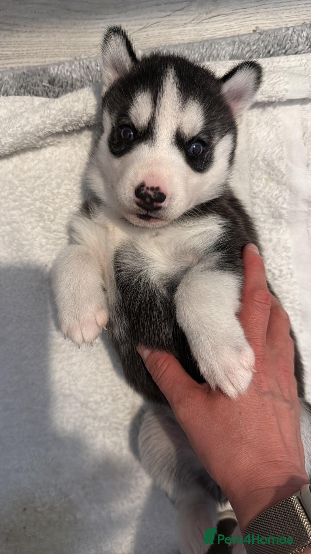 Siberian Husky dogs for sale: Strong Chunky Siberian Husky puppy’s  - Image 13