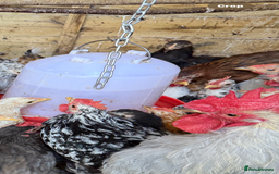 Chickens poultry for sale: Pekin bantams  - Image 5